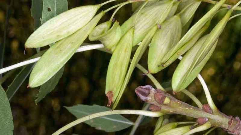 Frutos de Fraxinus angustifolia
