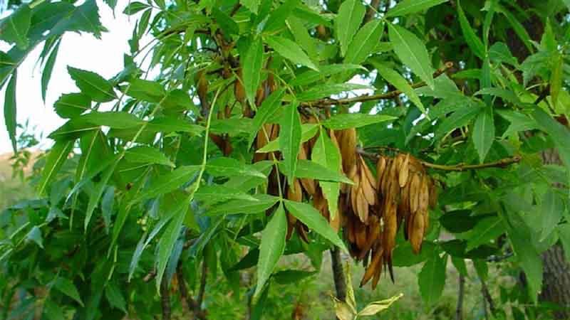 Fresno de hoja estrecha