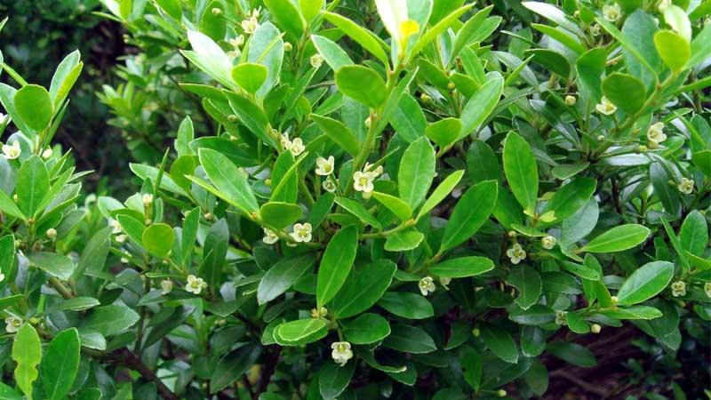 Cultivo de Ilex crenata