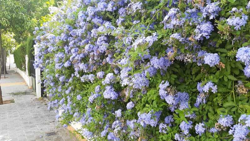 Arbusto trepador jazmín azul