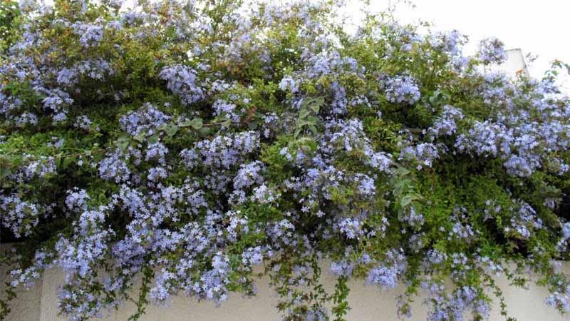 Cultivar plumbago