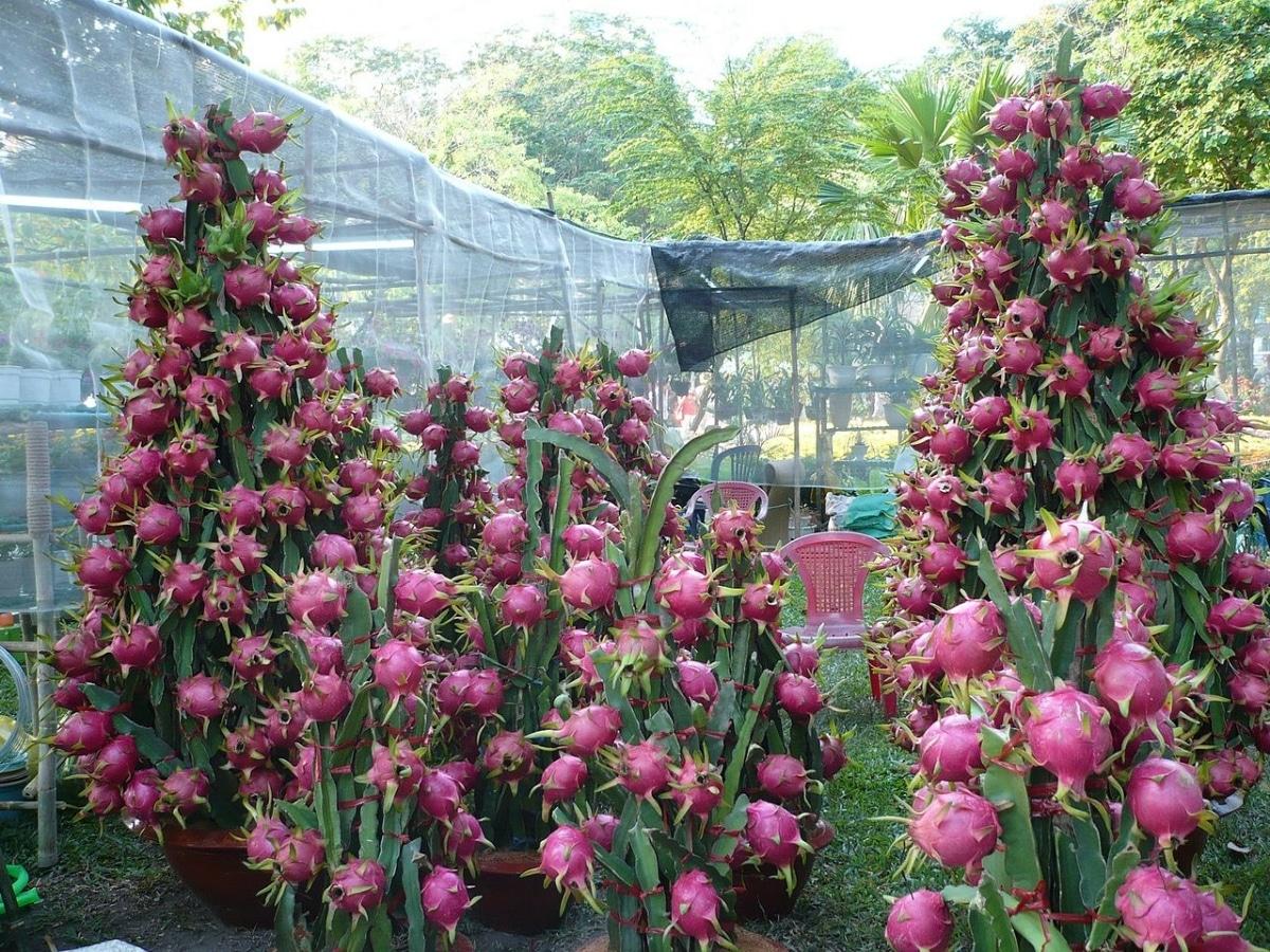 La pitahaya es un cactus de rápido crecimiento