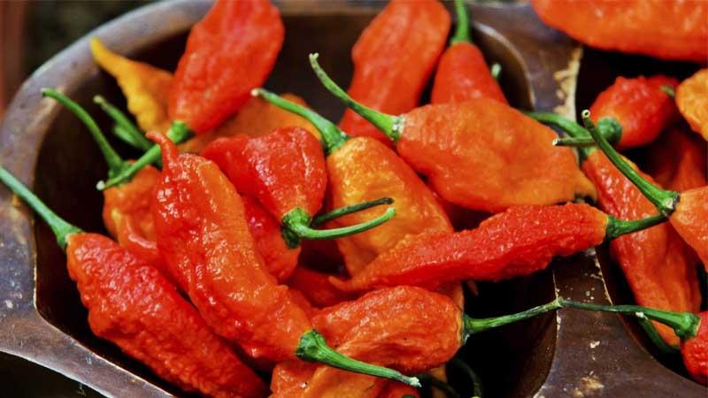 Cultivo de chile fantasma