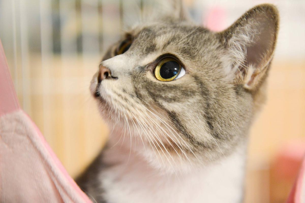 Los gatos pueden sentir estrés