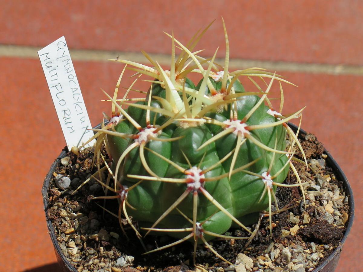 El Gymnocalycium es un género de cactus globular