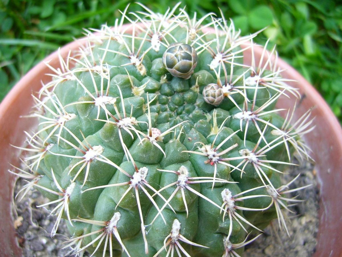 El Gymnocalycium baldianum es un cactus globular
