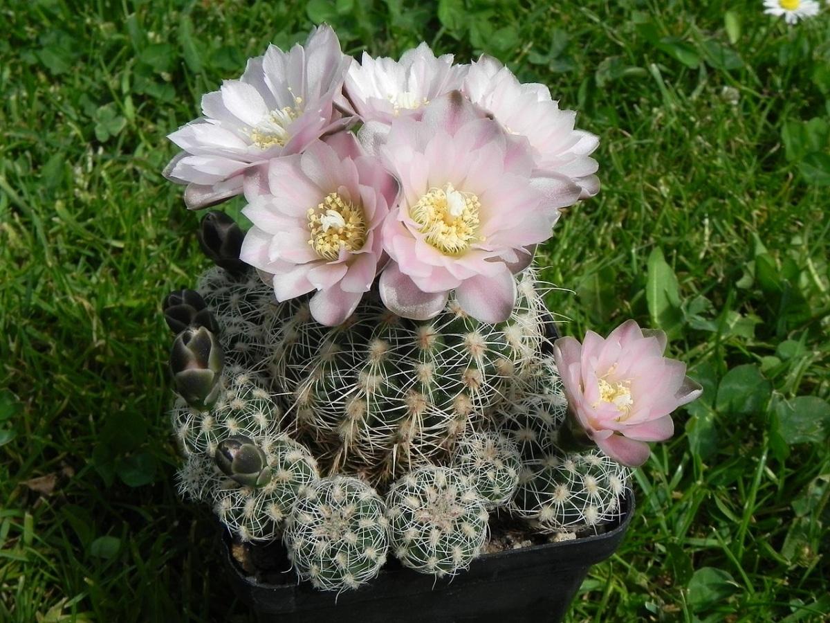 El Gymnocalycium bruchii es una especie de flores rosas
