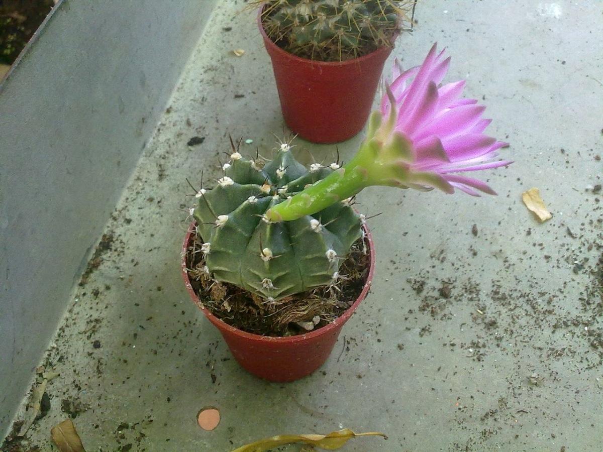 El Gymnocalycium damsii es un cactus pequeño