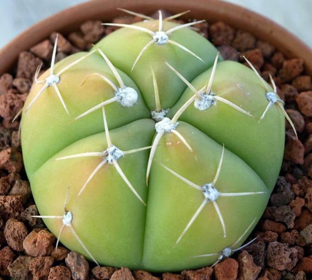 El Gymnocalycium horstii es una especie de cactus de pocas costillas