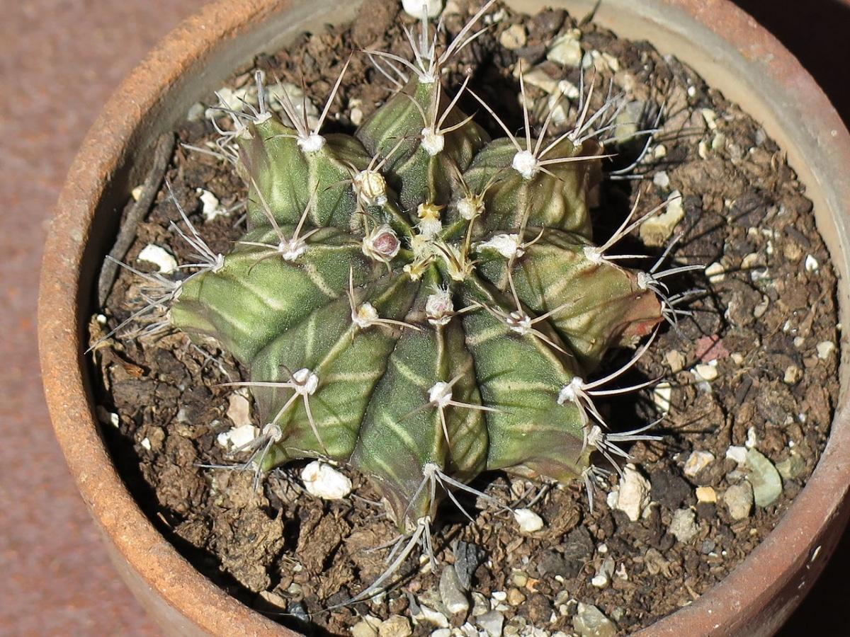 El Gymnocalycium mihanovichii es un cactus globoso