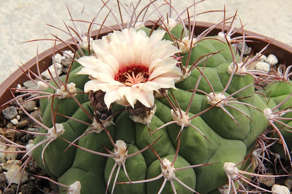 El Gymnocalycium pflanzii es una especie mediana