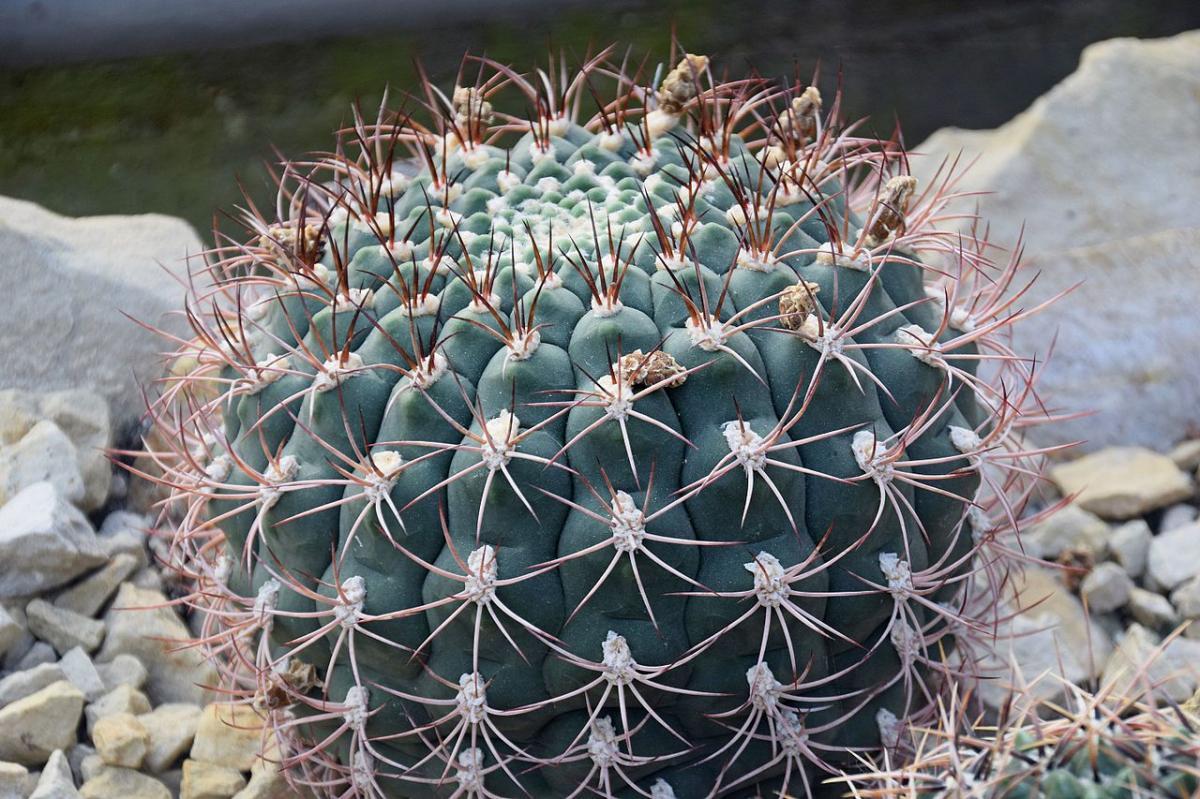 El Gymnocalycium saglionis es un cactus grande