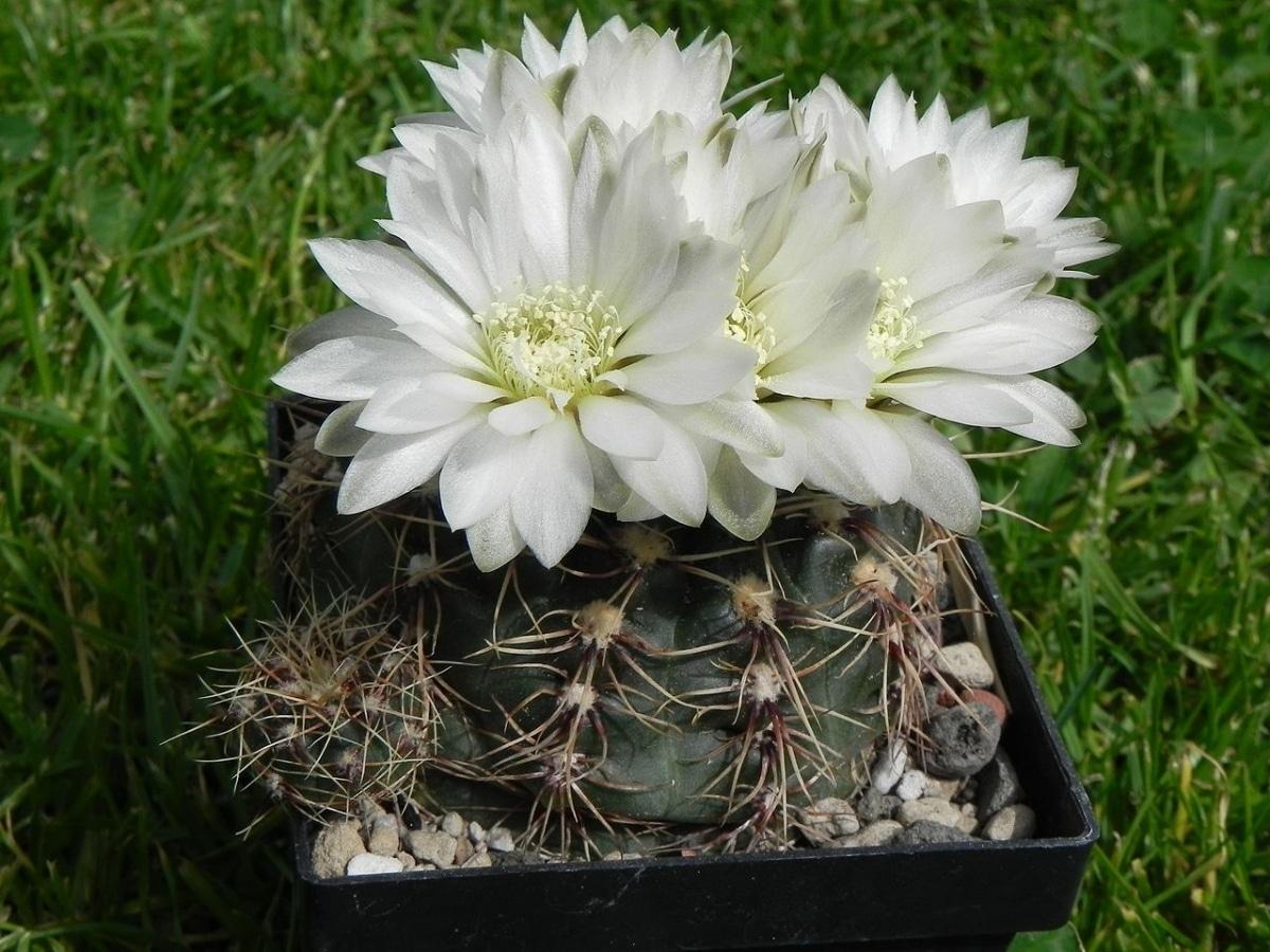 El Gymnocalycium altagraciense es un cactus de flores blancas