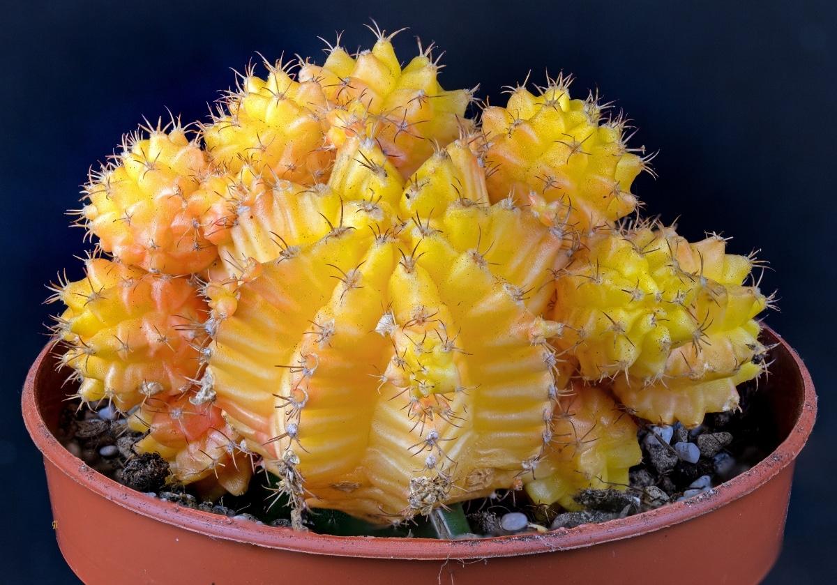Los Gymnocalycium se pueden injertar