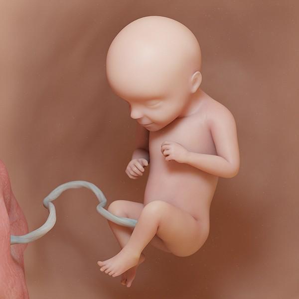 semana 29 de embarazo: ecografía cambios evolución bebé útero