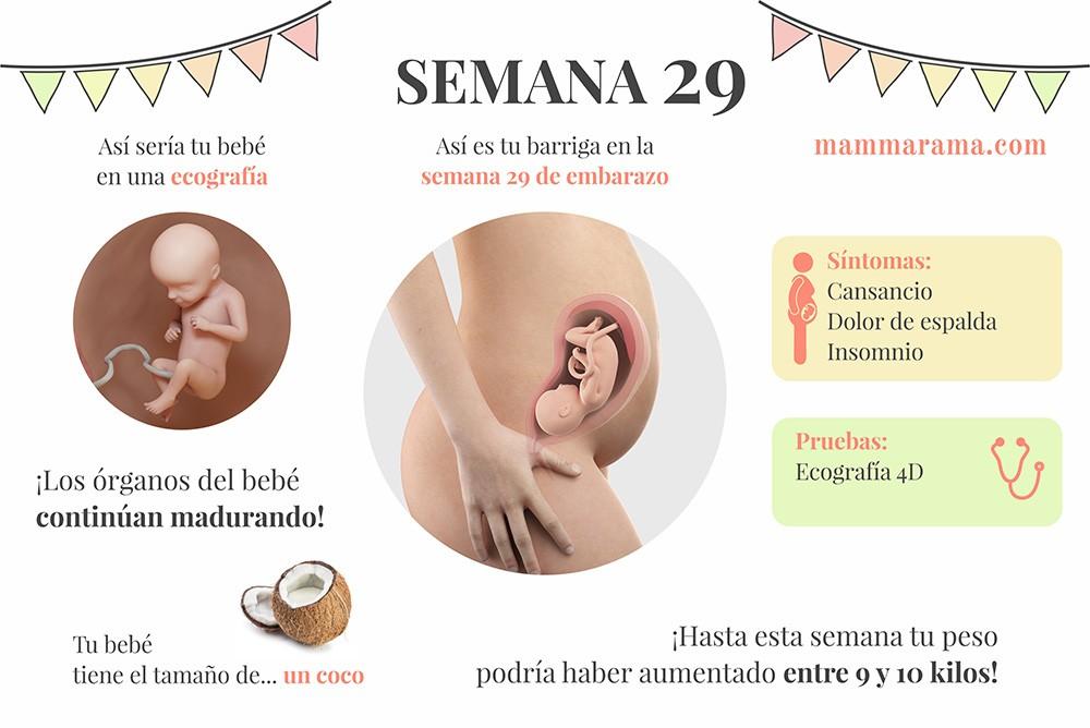 semana 29 de embarazo: síntomas pruebas ecografía tamaño bebé barriga