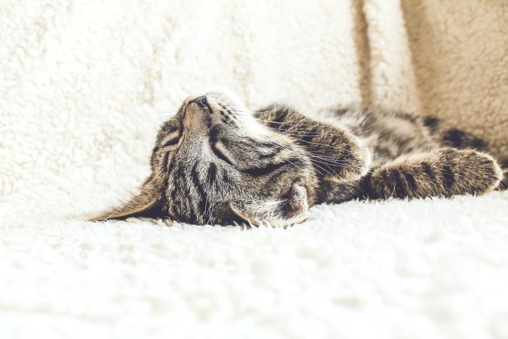 El gato duerme contigo