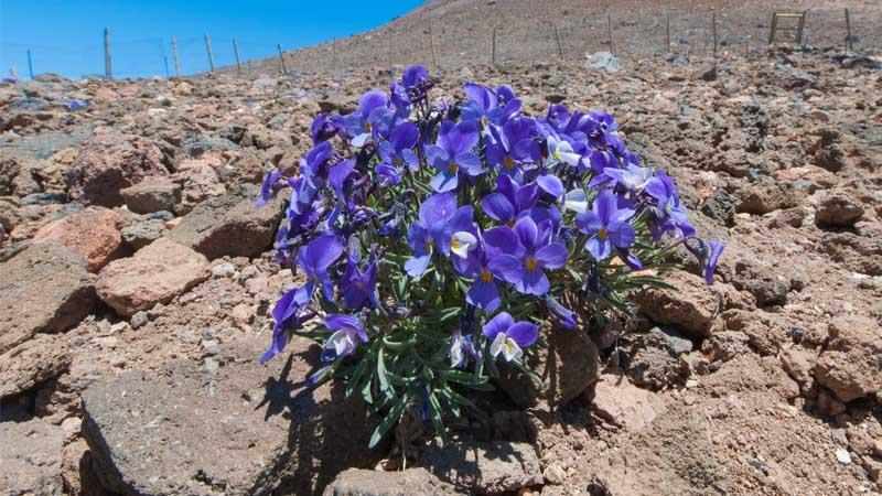 Violeta del Teide herbácea