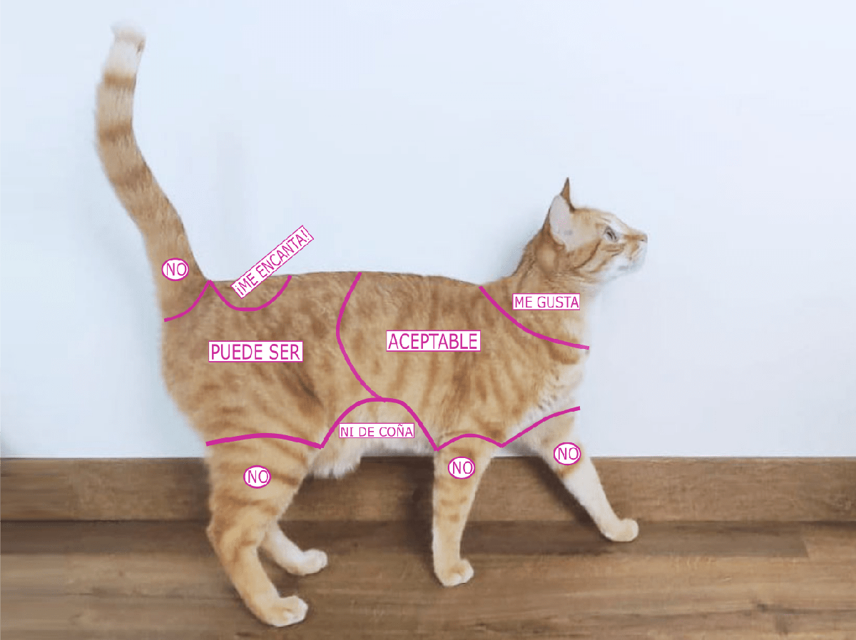 Dónde tocar a un gato