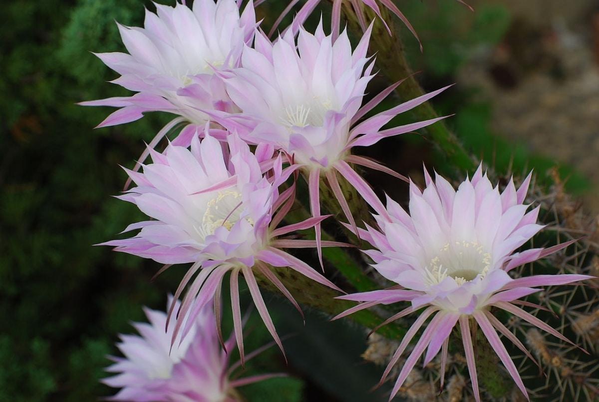 Las flores del Echinopsis eyriesii son blancas o rosadas