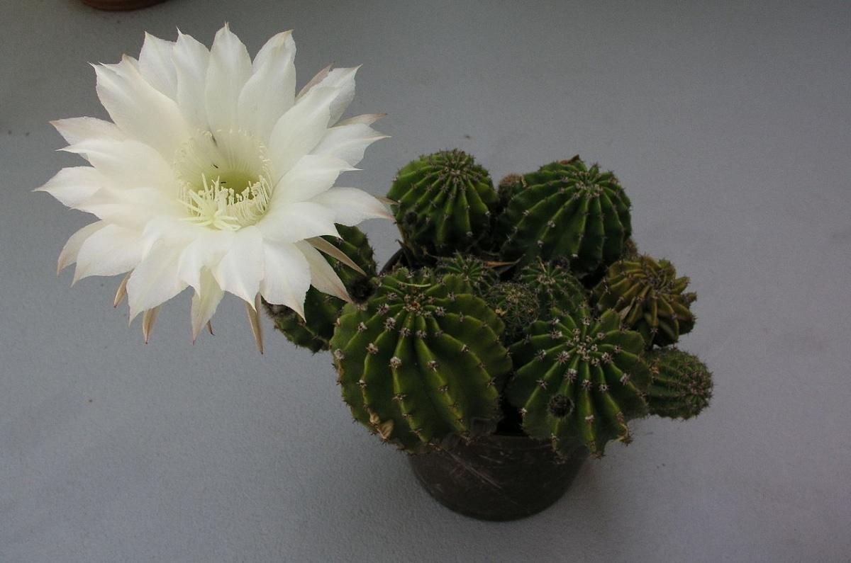 El Echinopsis eyriesii puede dar flores blancas