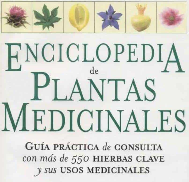 Cómo hacer un huerto de plantas aromáticas y medicinales 5
