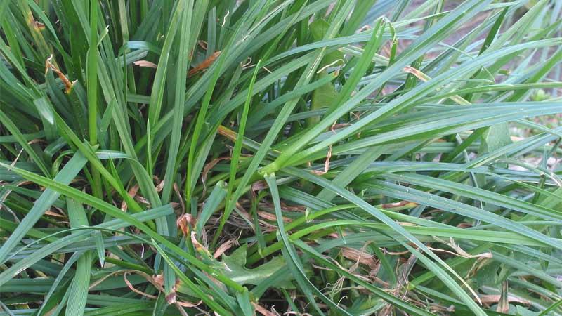 Desarrollo Lolium perenne