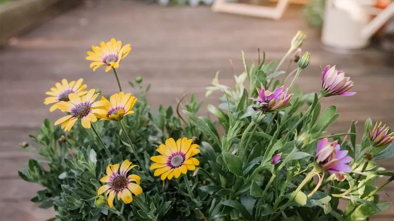 Cultivo de dimorfoteca