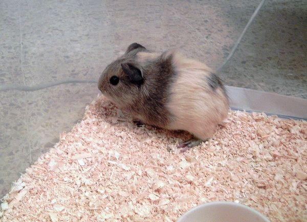 cobaya recien nacida