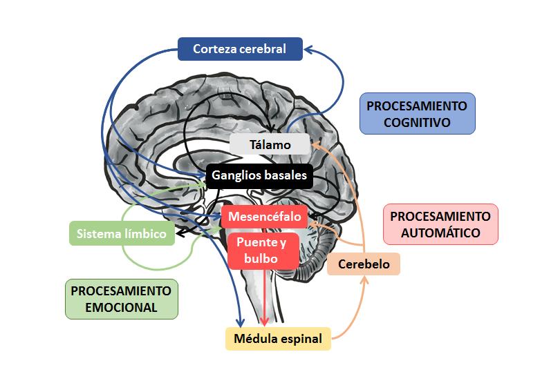 Procesamiento cognitivo, emocional y automático de la locomoción humana