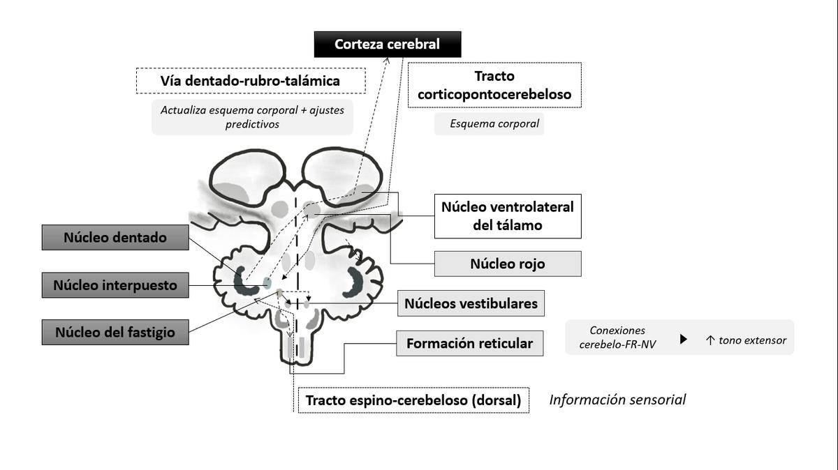 Participación del cerebelo en la marcha humana