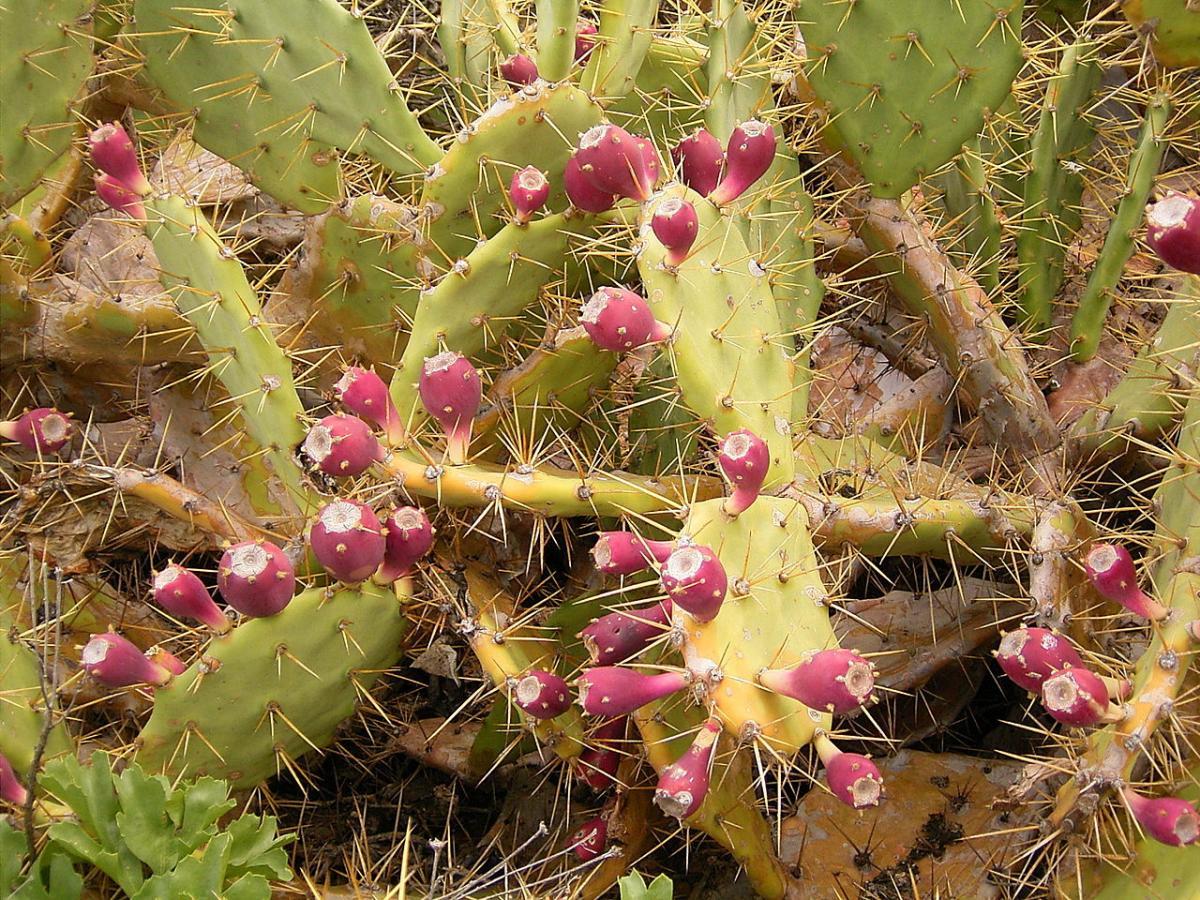 La Opuntia dilleni es un tipo de cactus espinoso