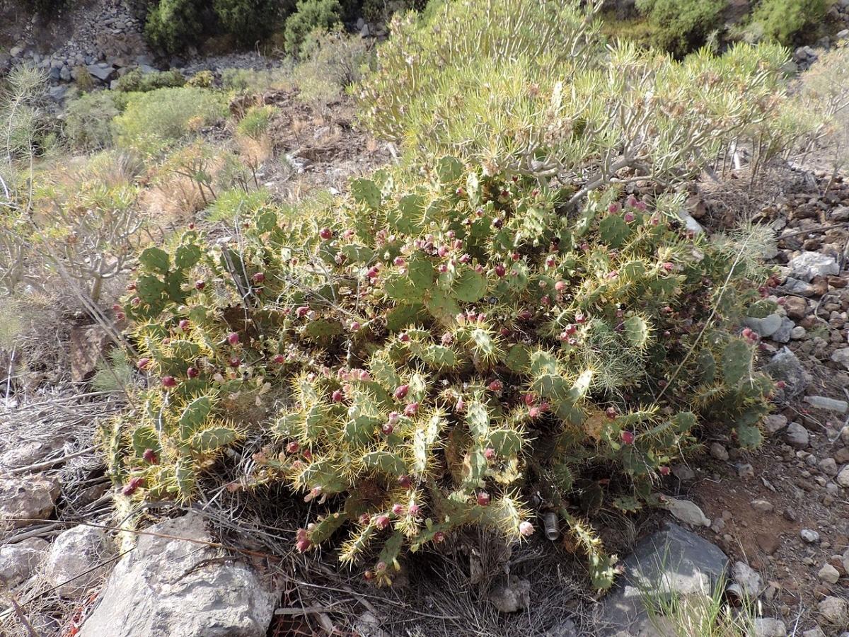 La Opuntia dillenii es un cactus bajo