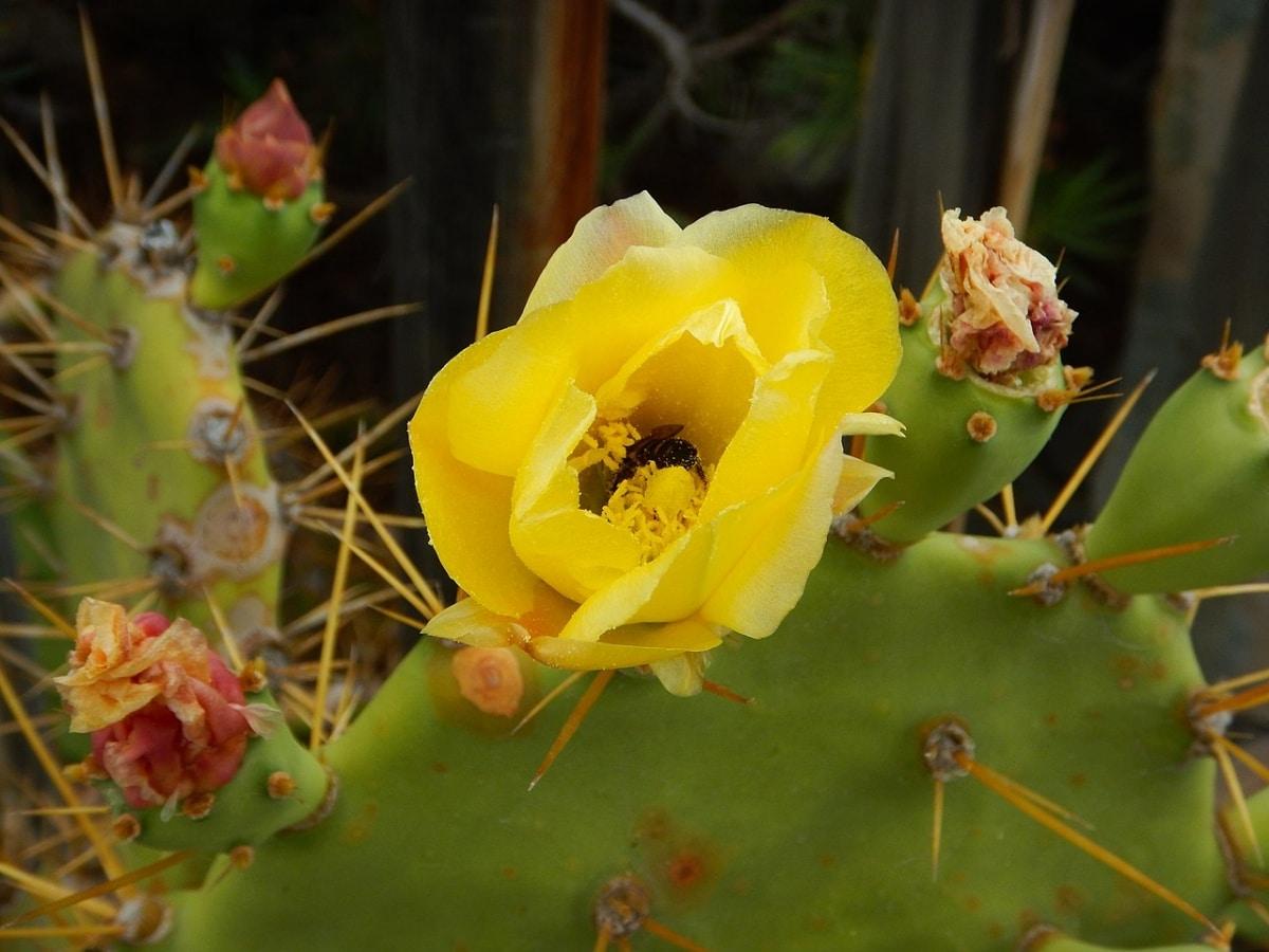 Las flores de la Opuntia dillenii son amarillas