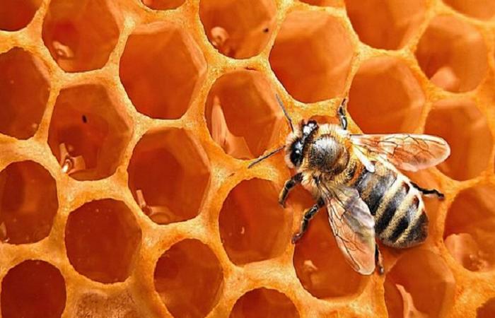 5 usos y beneficios de la miel de abeja | Belleza