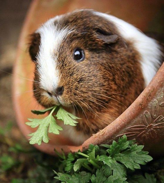 alimentos prohibidos para cobayas