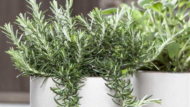 Romero rastrero en macetas