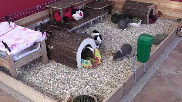 fabricar casa para cobayas