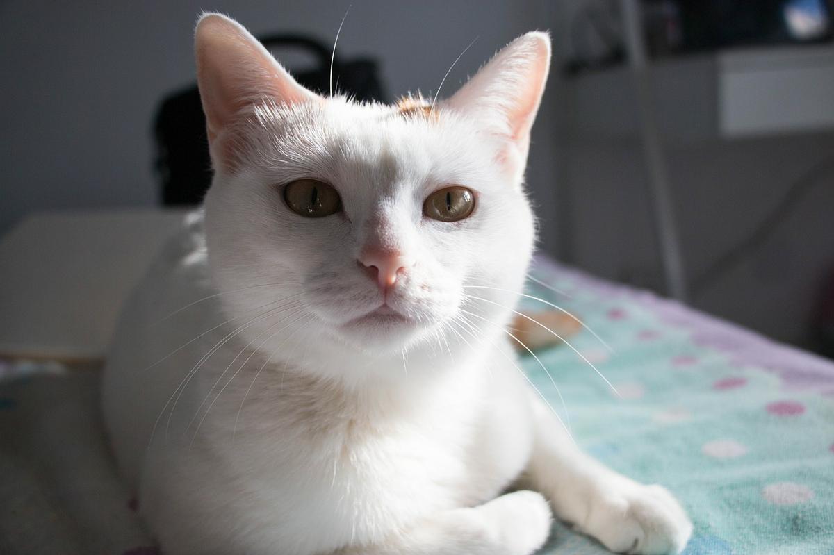 El pica en gatos es un trastorno desconocido