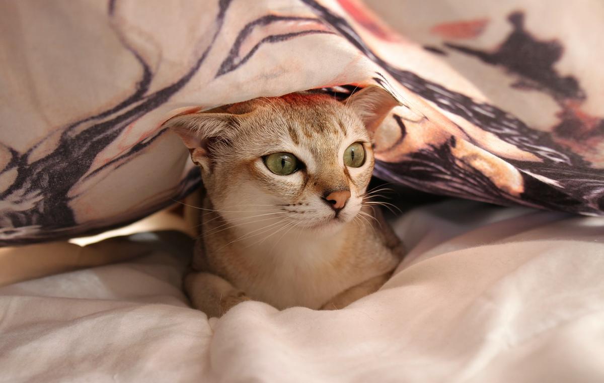 El tratamiento del pica en gatos se trata con paciencia