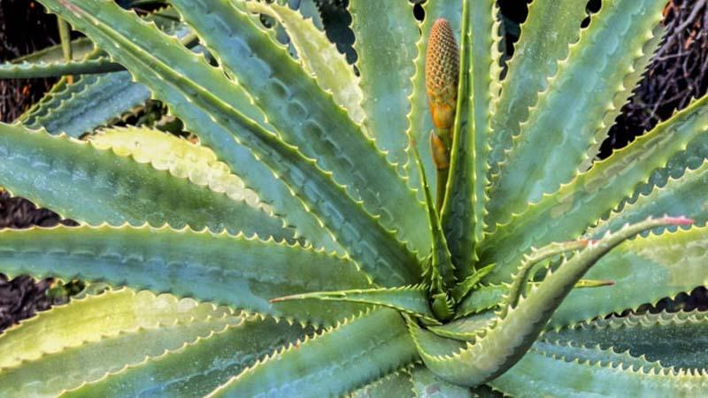 Aloe pulpo Aloe arborescens