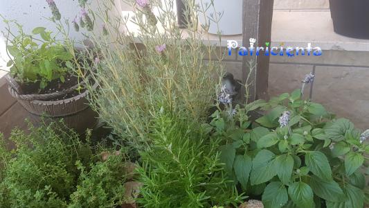 Convertir un viejo pozo fuente en un macetero aromático