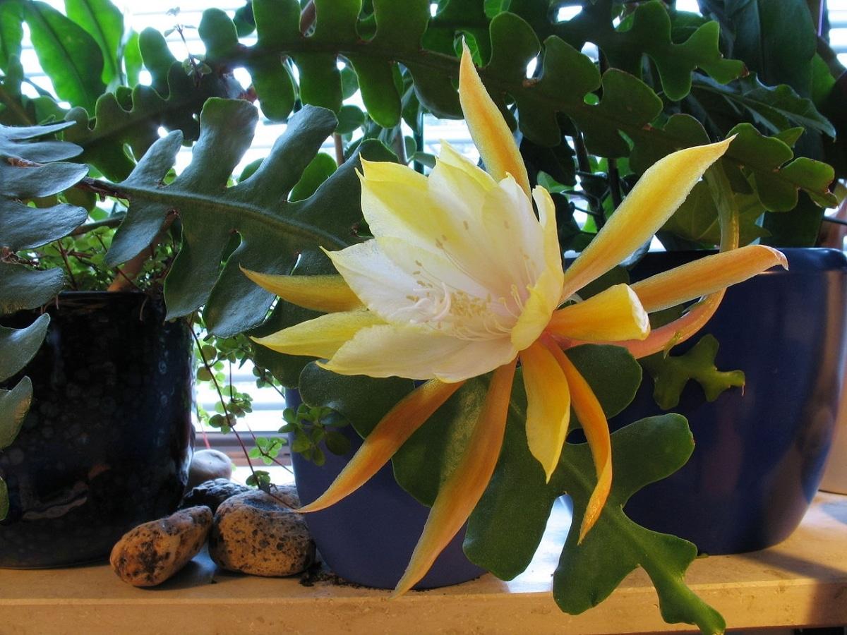 El Epiphyllum es una planta que produce flores grandes