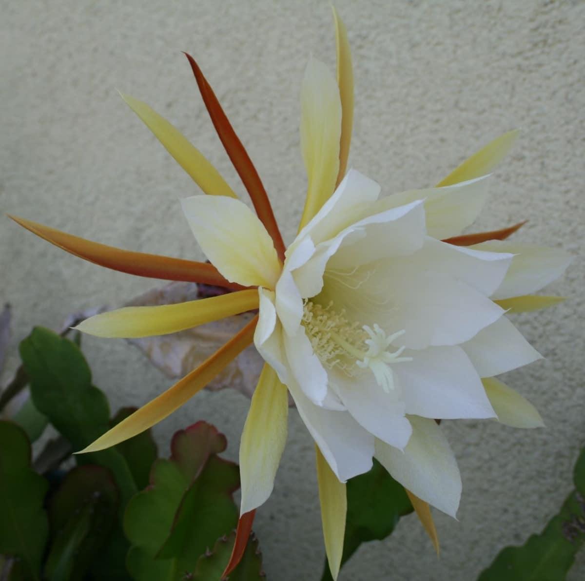 El Epiphyllum es una planta conocida como dama de noche