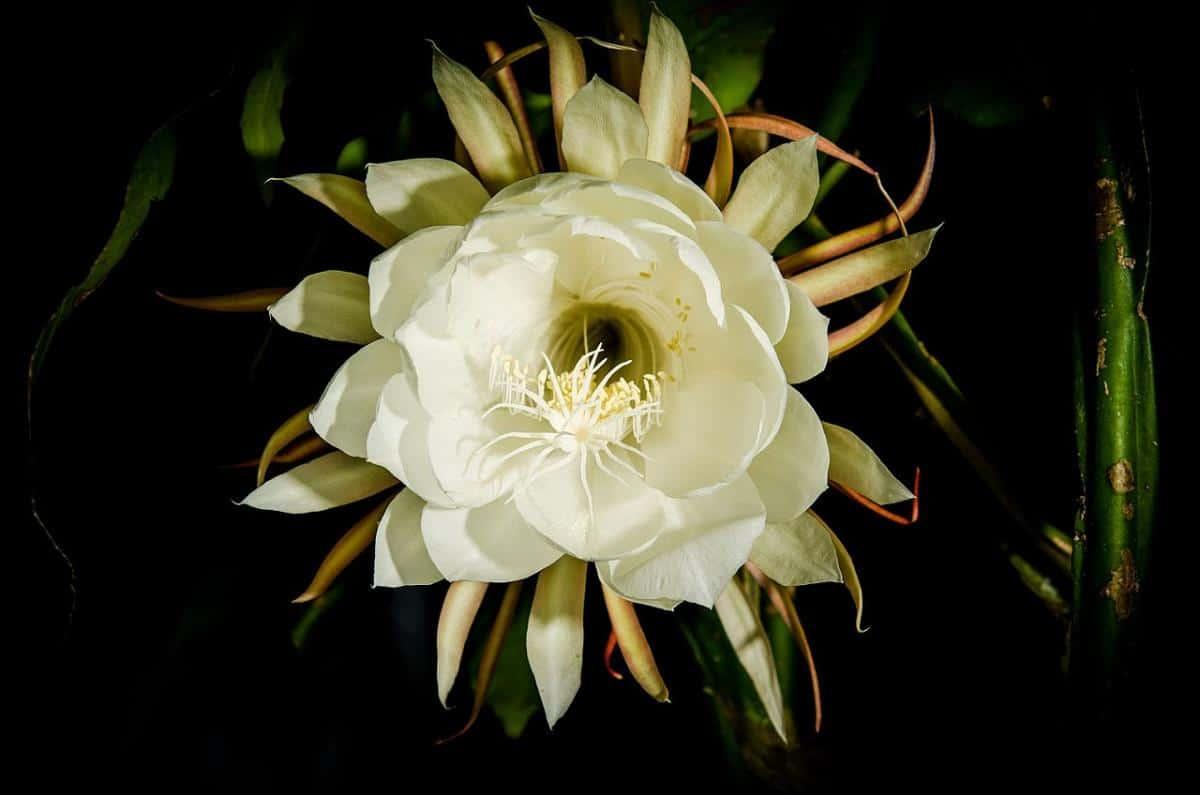 El Epiphyllum oxypetalum es un cactus epífito