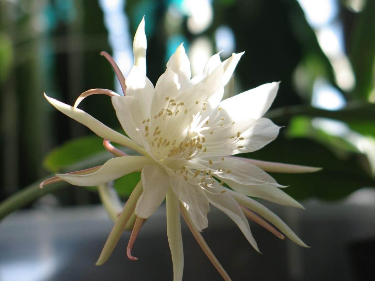 Los Epiphyllum son cactus que viven varios años