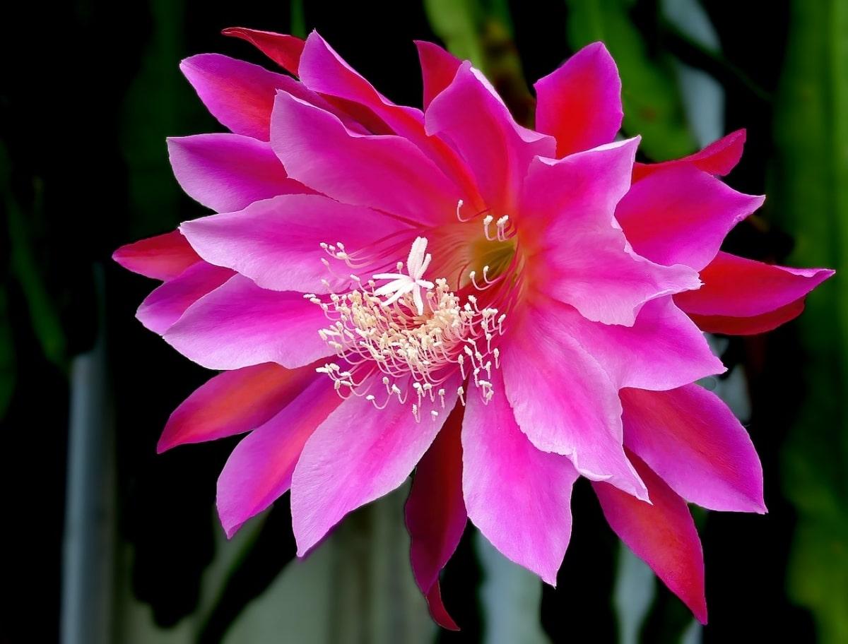 El Epiphyllum es un cactus de flores grandes