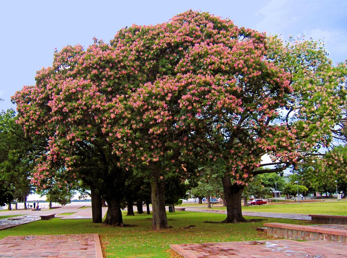 La Chorisia speciosa es un árbol grande
