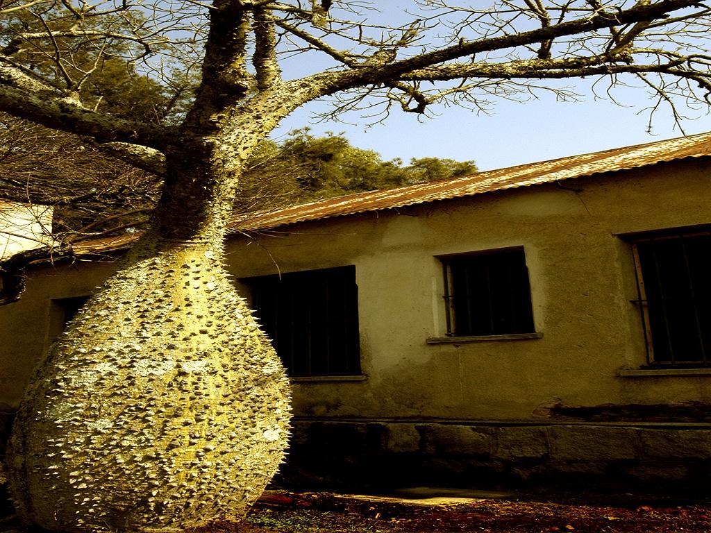 El tronco de la Chorisia speciosa es espinoso