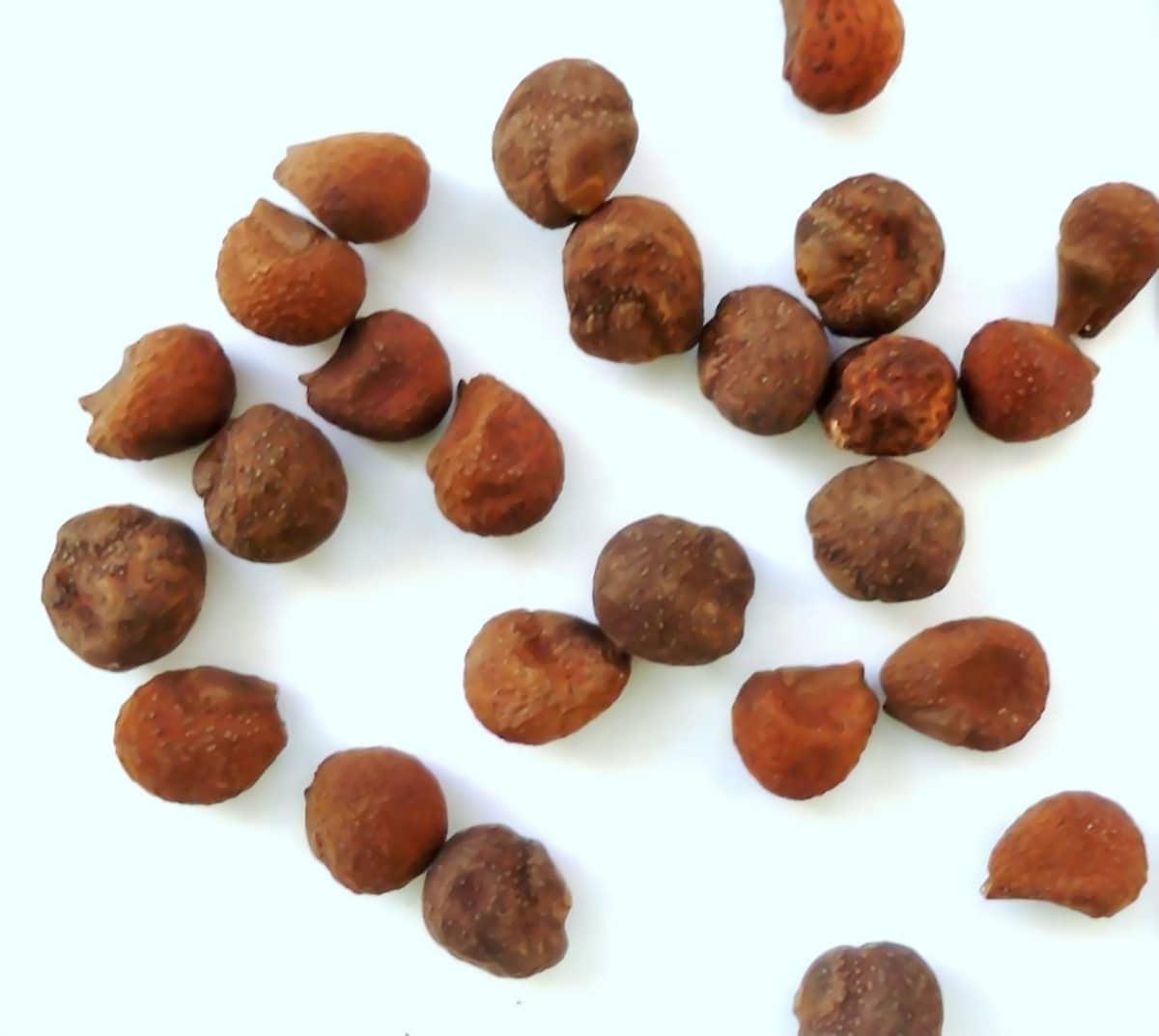 Las semillas de la Chorisia speciosa son redondeadas